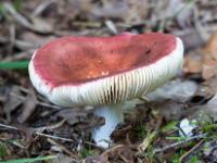 Braunroter Pilz mit nach außen gewölbtem Hutrand